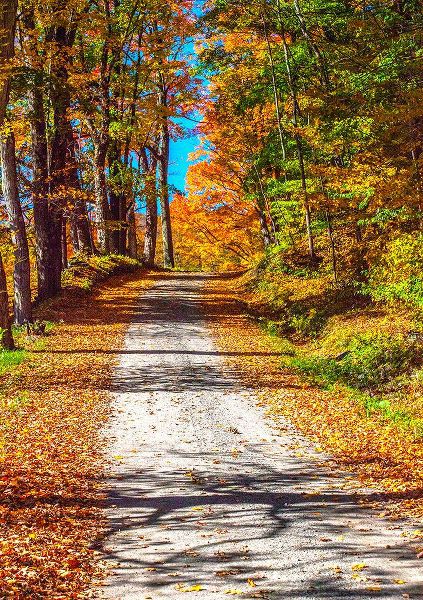 Gulin, Sylvia 아티스트의 USA-New England-Vermont gravel road lined with sugar maple in full Fall color작품입니다.